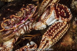 The cape Rock Crab is ever present at dive sites by Peet J Van Eeden 